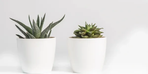 flower pot
